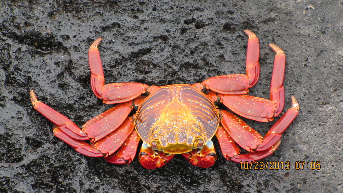 Sally Lightfoot Crab, Galapagos Islands, Ecuador