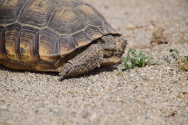 Grid desert tortoise 42016