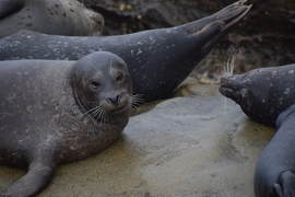 Grid sea lion lazy morning 32017