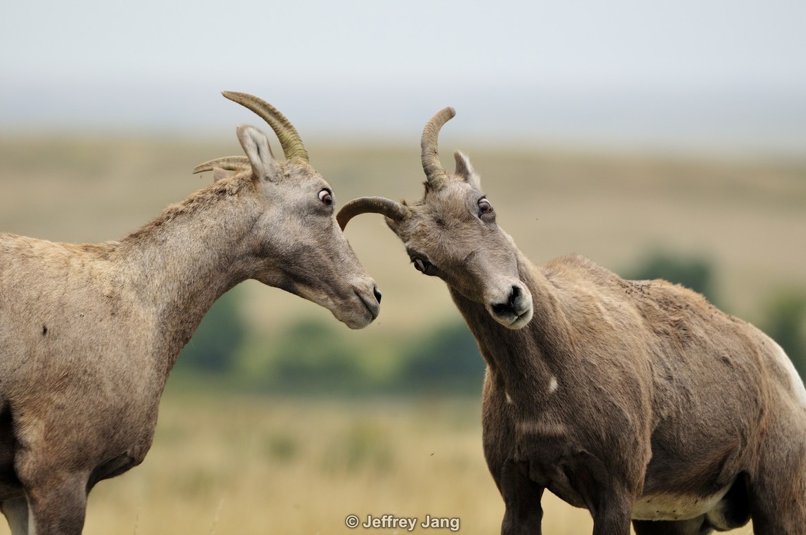 Bighorn Sheep (Ovis canadensis), Badlands National Park, SD. U.S.A., United States of America