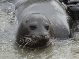Grid sea lion la jolla ca 32017