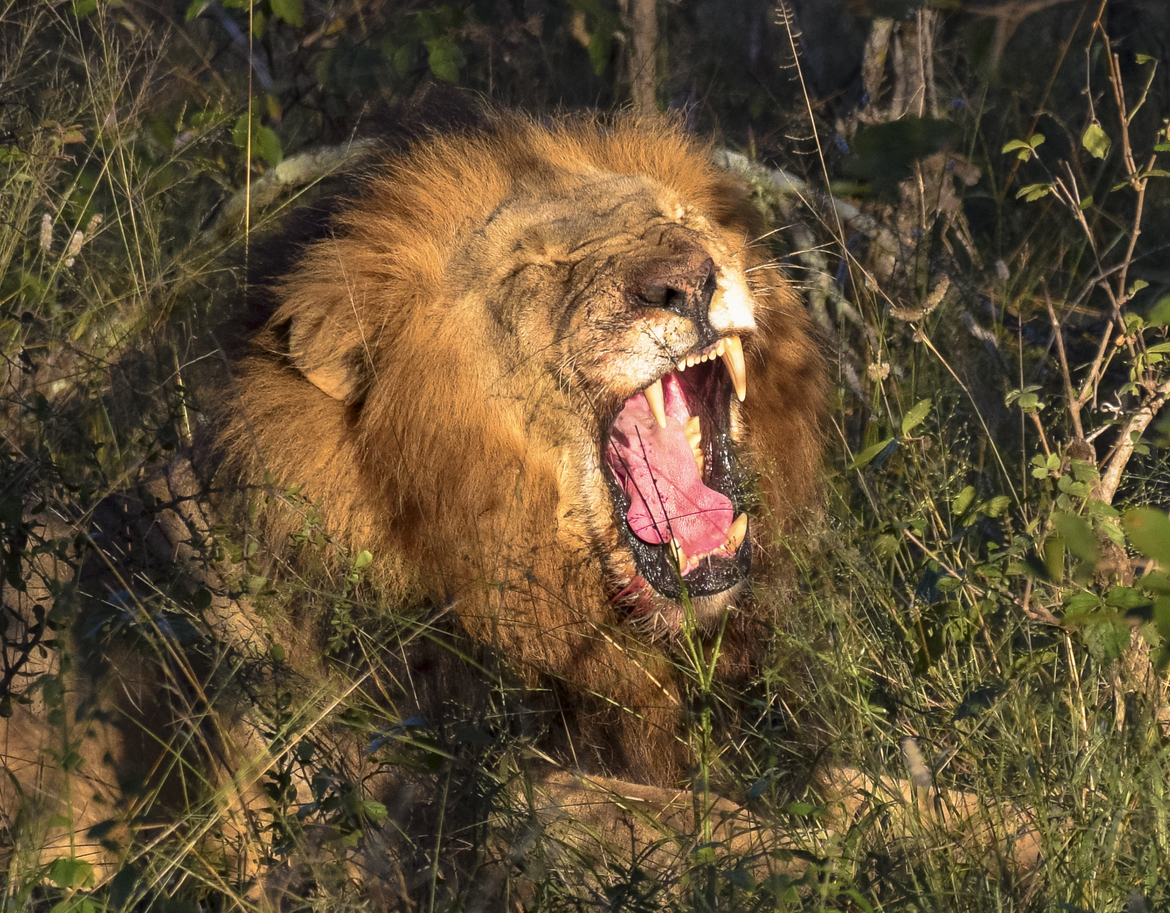 African Lion - Mammalia, Thornybush, South Africa