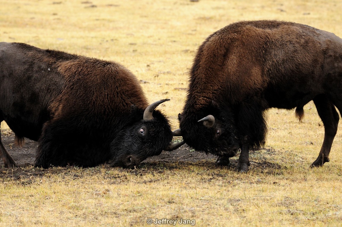 American Bison (Bison bison), Yellowstone National Park. WY. U.S.A., United States of America