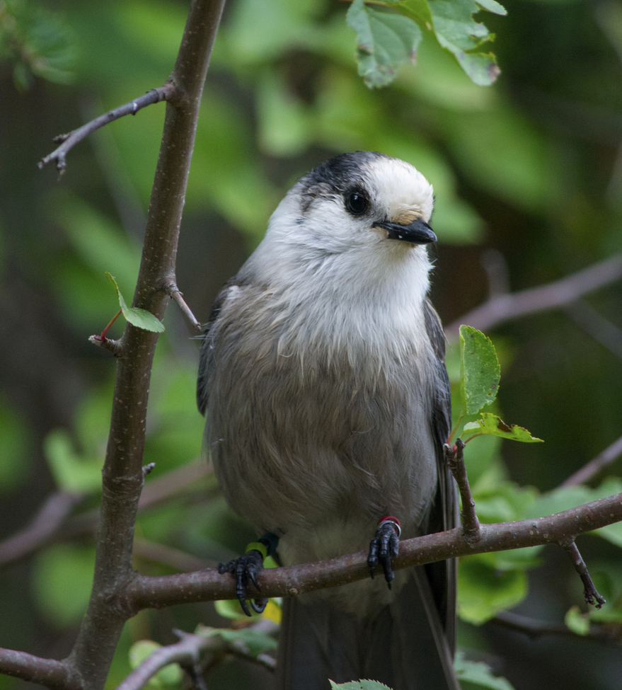 Bird - Gray Jay, Algonquin Park, Canada