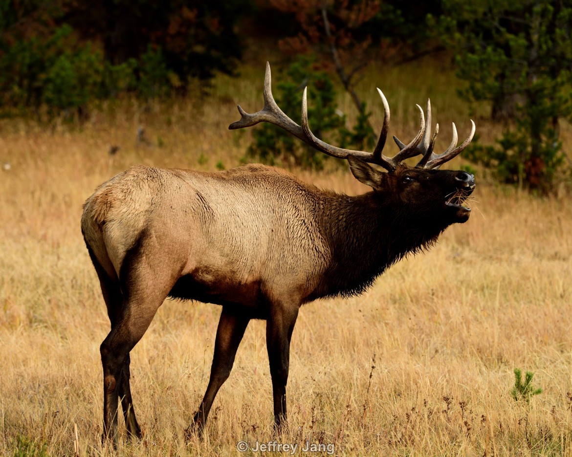Bull Elk (Cervus canadensis), Yellowstone National Park. WY. U.S.A., United States of America