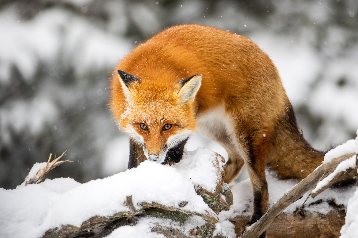 Red Fox, Algonquin Park, Canada