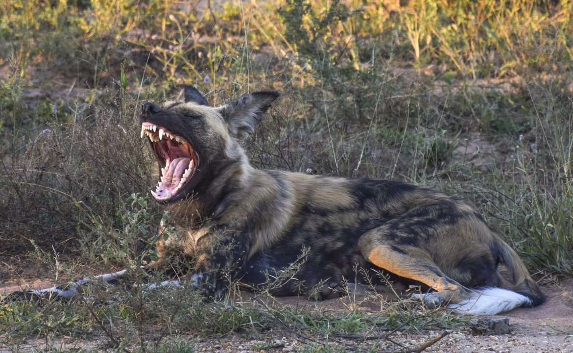 Lycaon pictus/ African wild dog, Thornybush, South Africa