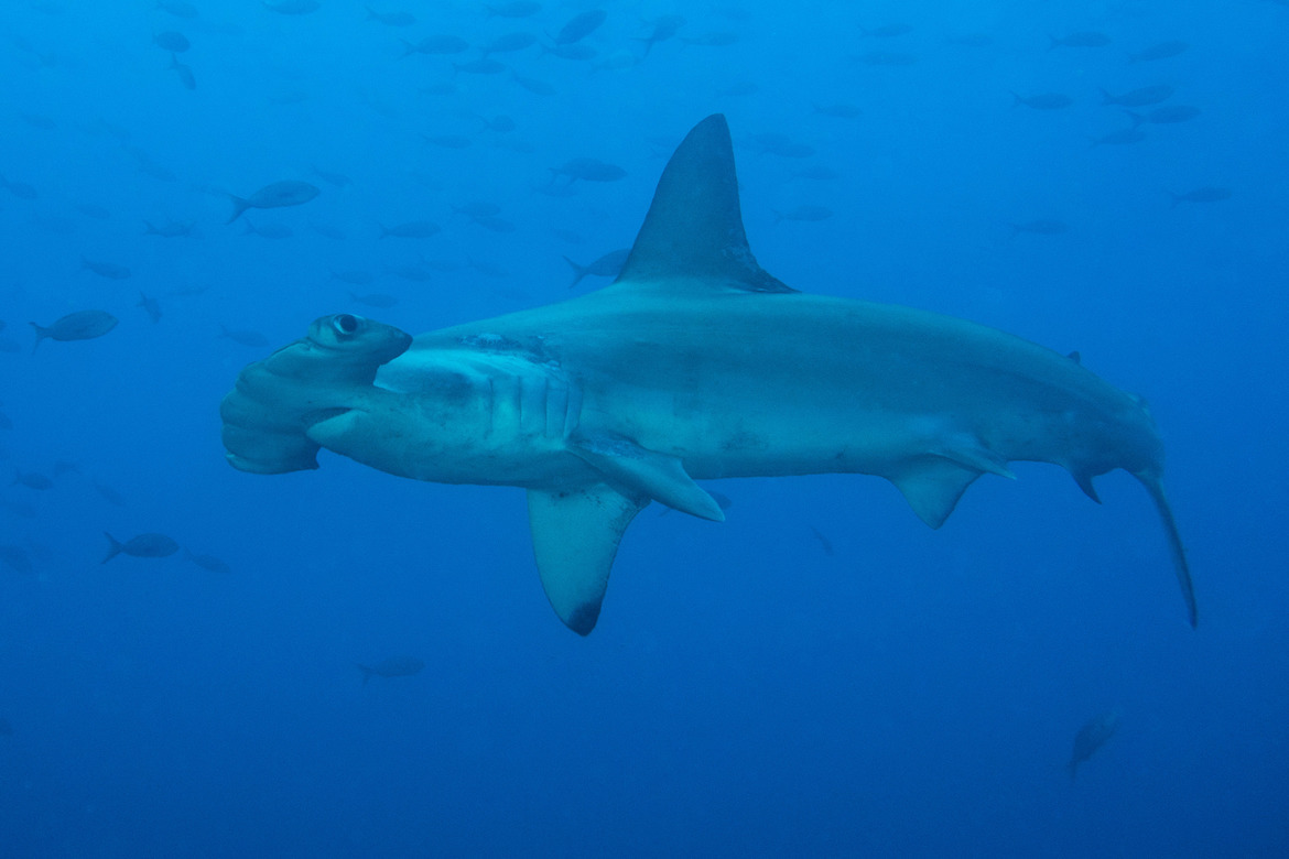 Scalloped Hammerhead Shark, Galápagos Marine Reserve, Ecuador
