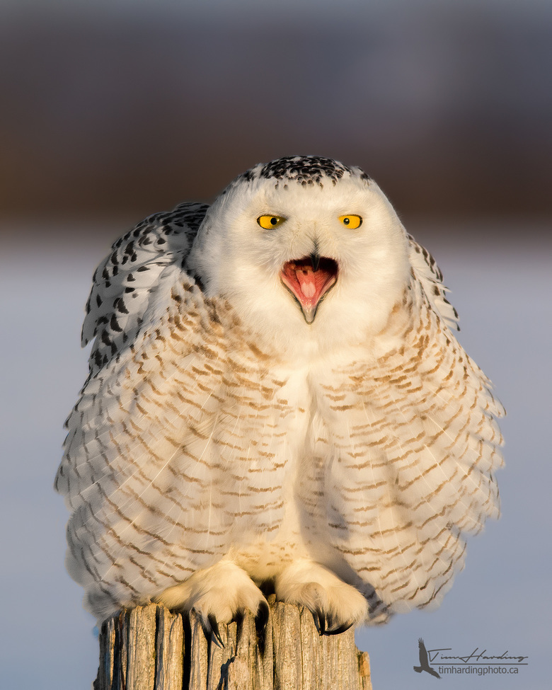Snowy Owl, Minesing Wetlands, Canada