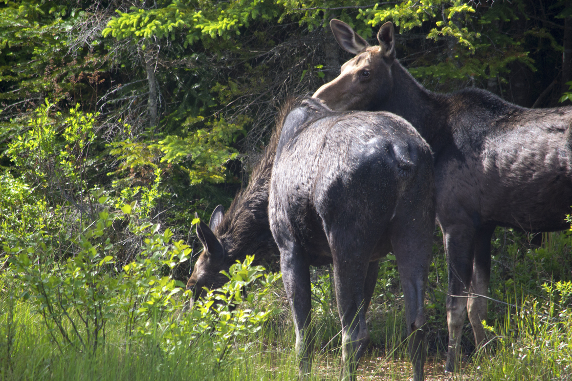 Moose, Algonquin Park, Canada