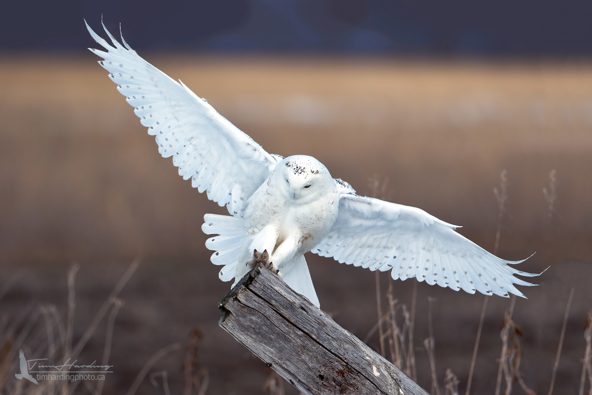 Snowy Owl, Minesing Wetlands, Ontario, Canada