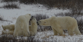 Grid 3 bears sparring