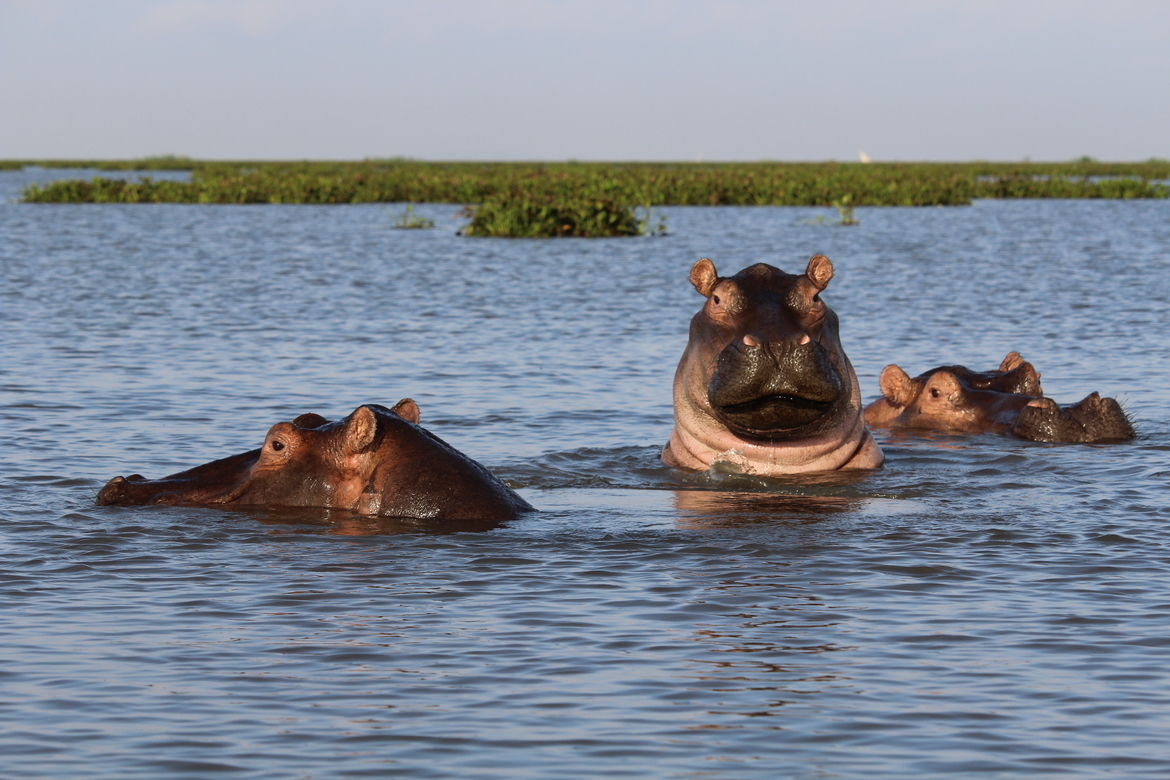 Hippo, Kisimu, Kenya