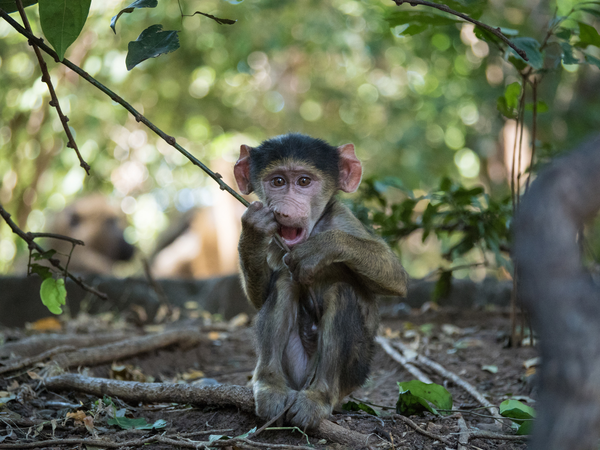 Baboon, Victoria Falls, Zambia