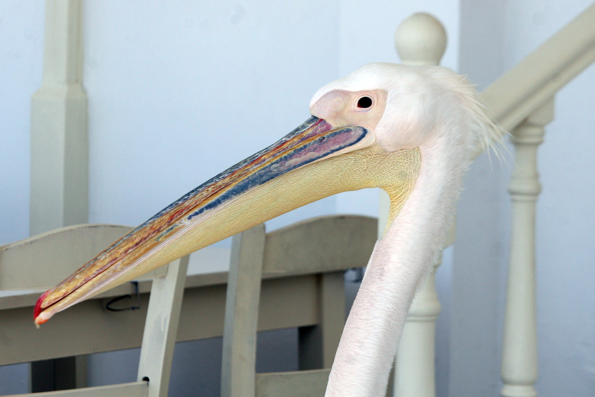 Pelican, Mykonos, Greece