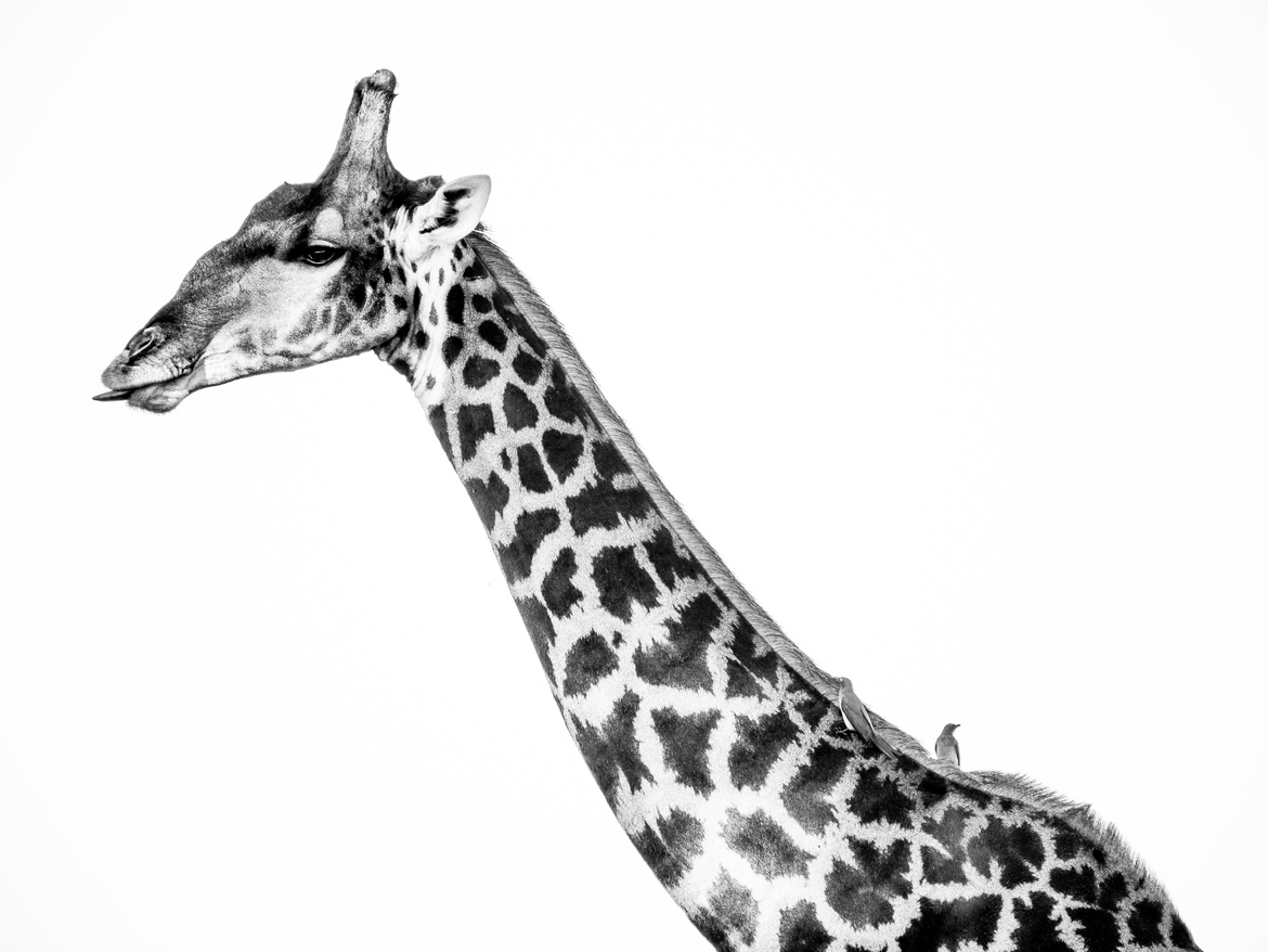 Giraffe and Oxpecker, Okavango Delta, Botswana