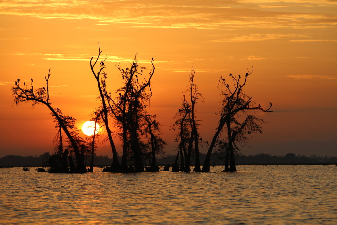 Birds, Lake Victoria, Kenya