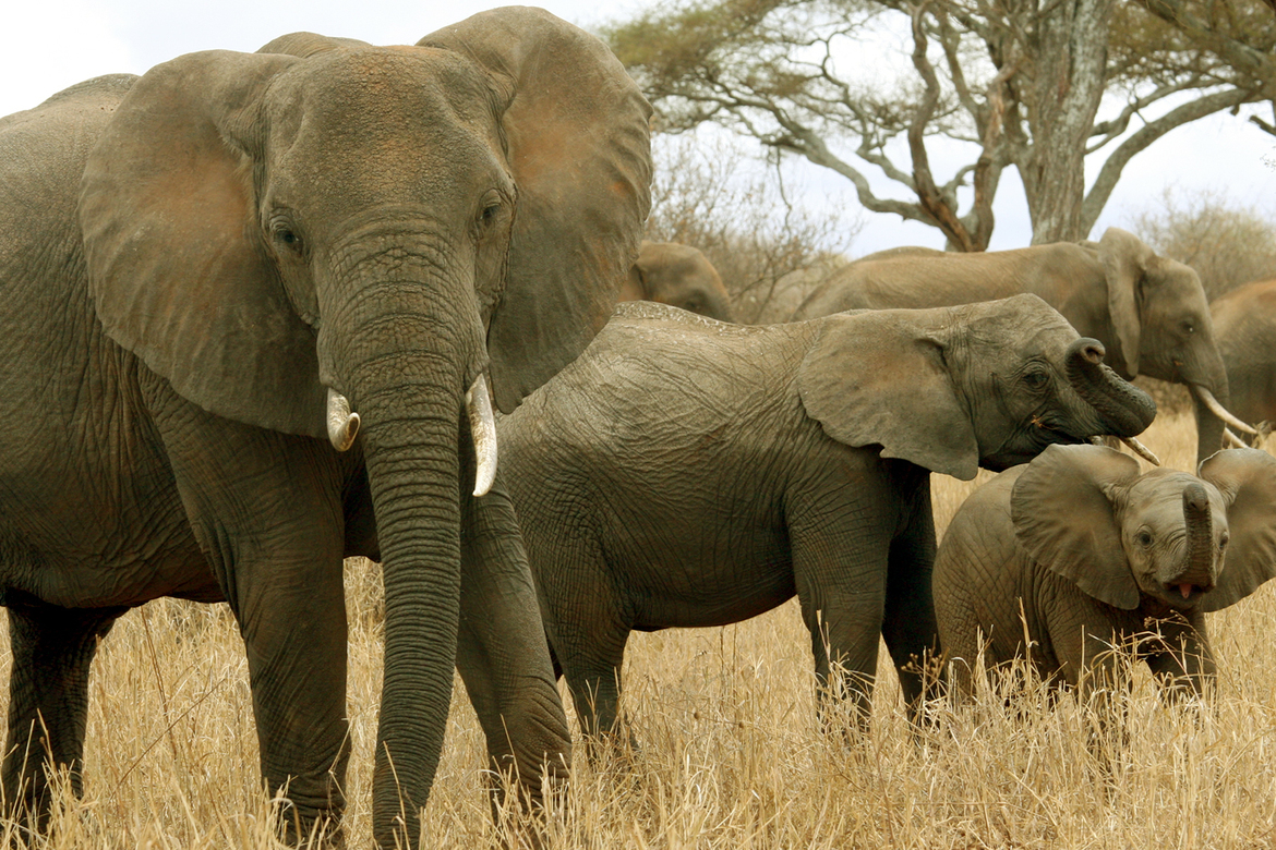 African Elephants, Tarangire National Park, Tanzania, United Republic of
