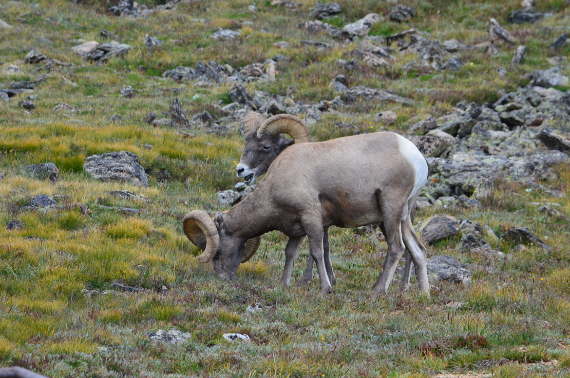 Big horn sheep, Rocky National Park, United States of America