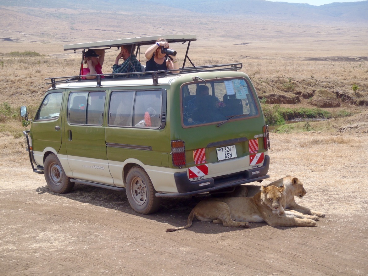 Lion, Ngorongoro Crater, Tanzania, United Republic of