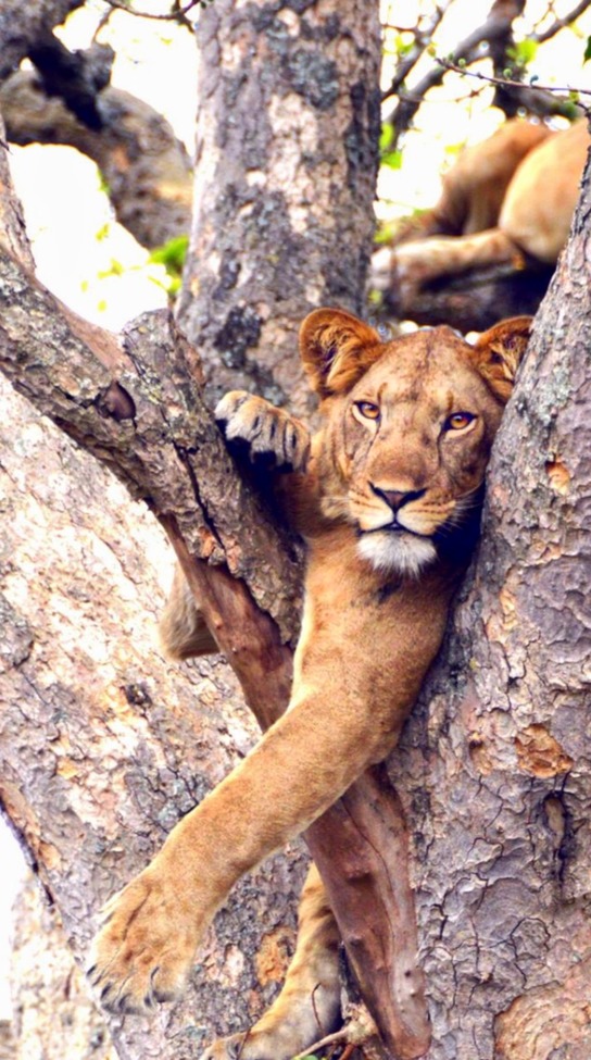 Lion, Queen Elizabeth National Park, Uganda