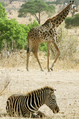 Grid 4 spots and stripes  tarangire  tanzania