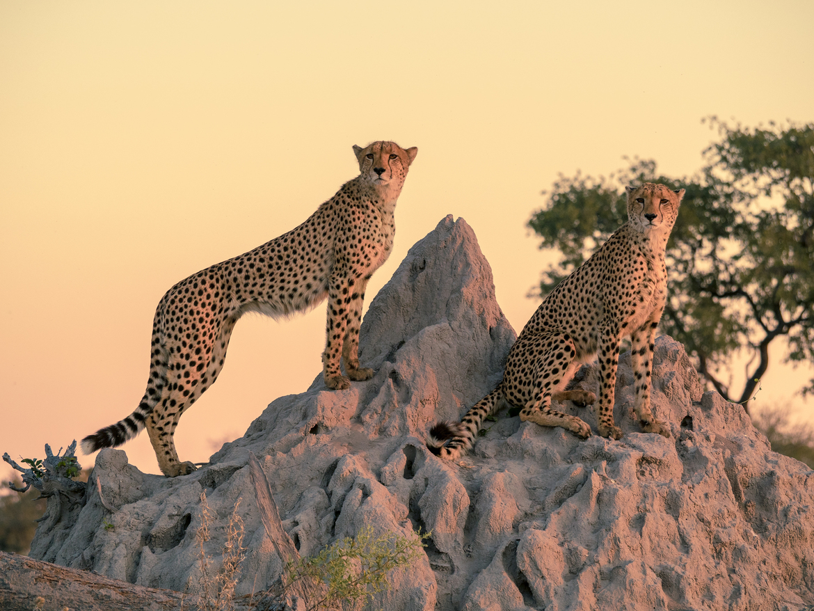 Cheetah, Kwondo Lagoon, Botswana