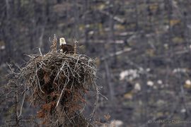 Grid bald eagle and chick dilorenzo