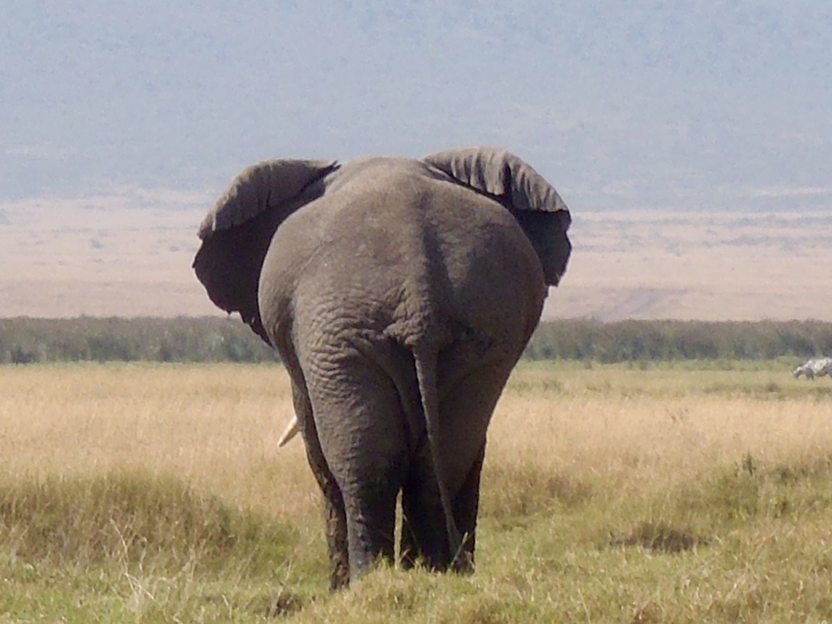 Elephant, Ngorongoro Crater, Tanzania, United Republic of