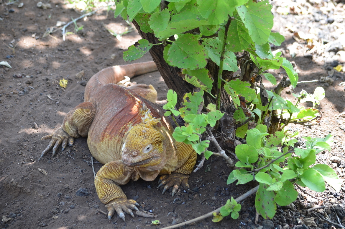 Iguana, Galagapos, Ecuador