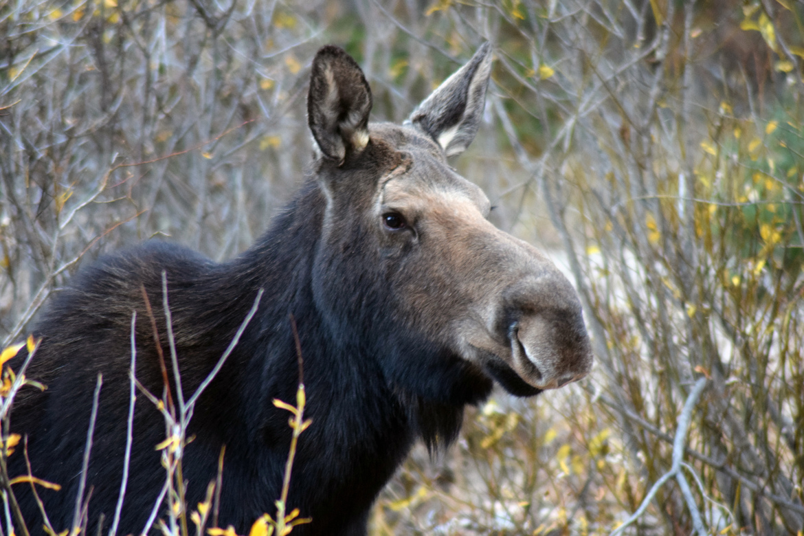 Moose, Rocky Mountain National Park, United States of America