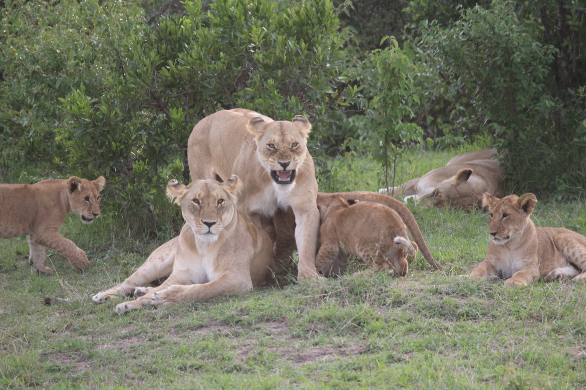 Lion, Masai Mara Game Park, Kenya, Kenya