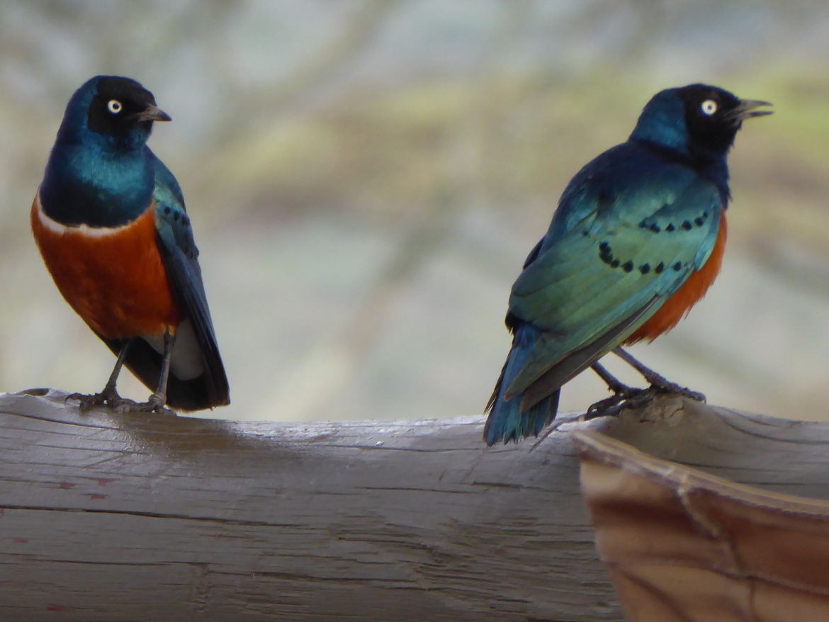 Bird, Lake Masek Tented Lodge, Tanzania, United Republic of