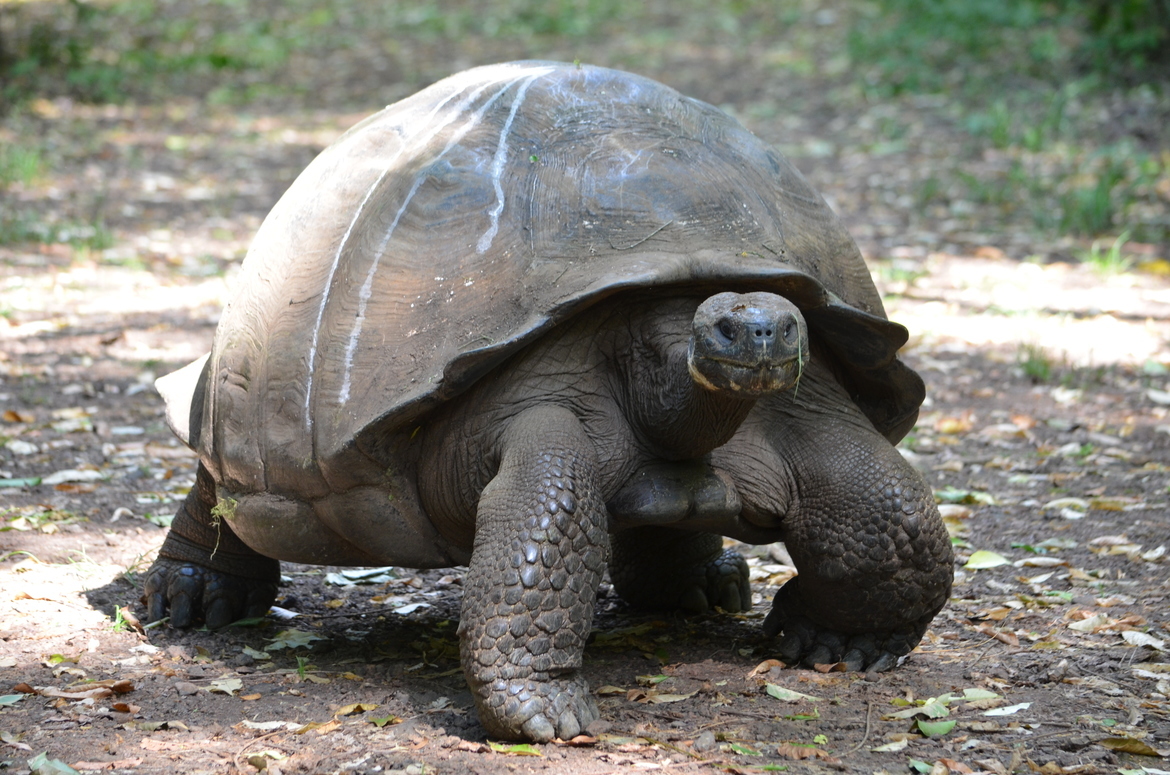 Giant tortoise, Galapagos, Ecuador