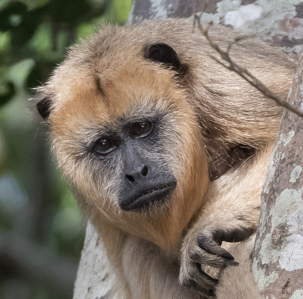 Black Howler monkey, Pantanal, Brazil