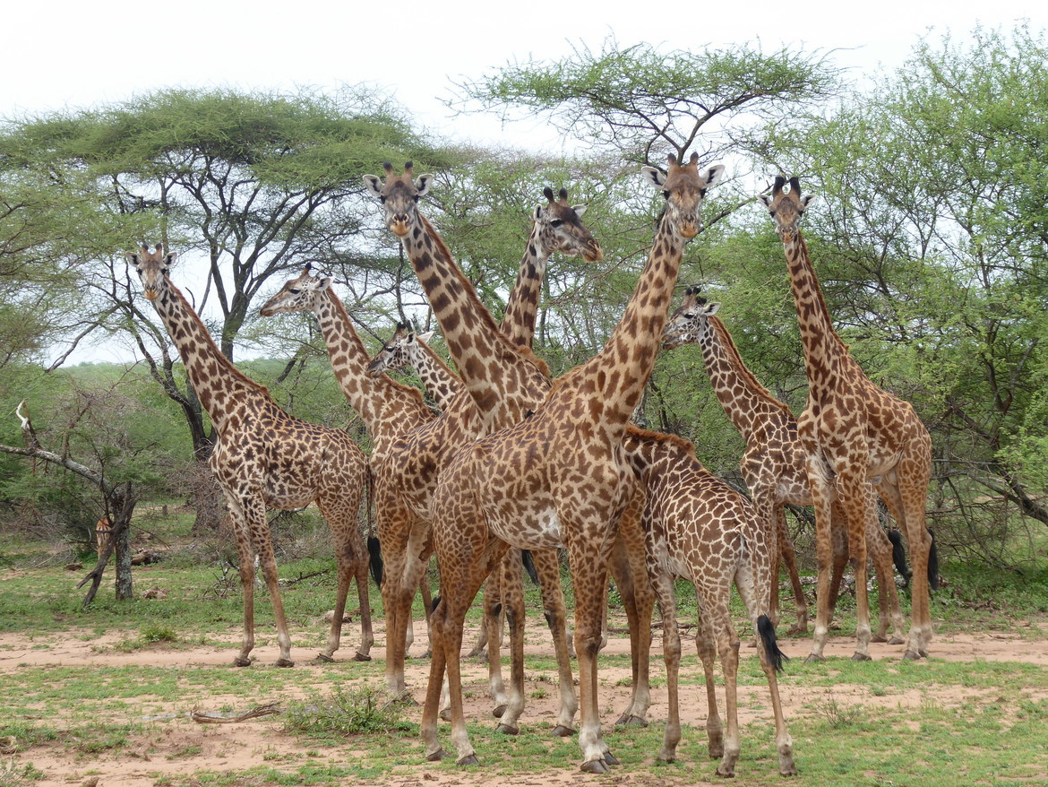 Giraffe, Serengeti National Park, Tanzania, United Republic of