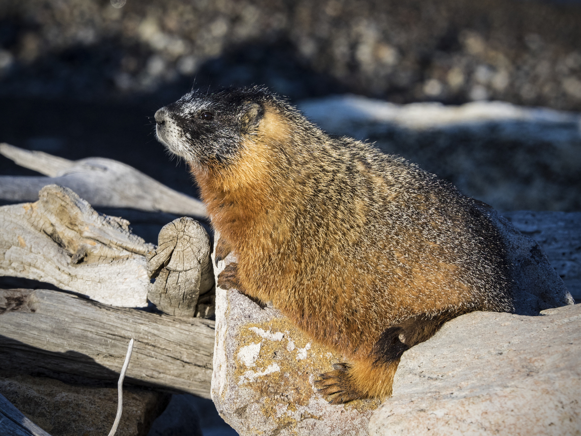 Yellow Belly Marmot, Yellowstone NP, United States of America