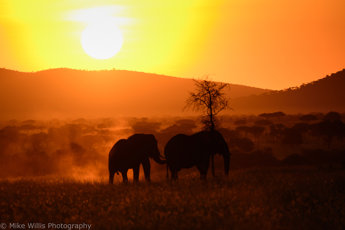 Elephant, Serengeti National Park, Tanzania, United Republic of