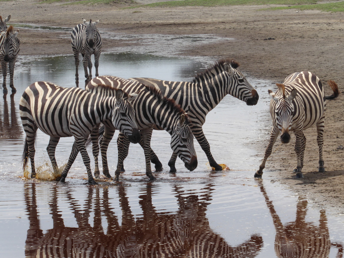 Zebra, Serengeti National Park, Tanzania, United Republic of