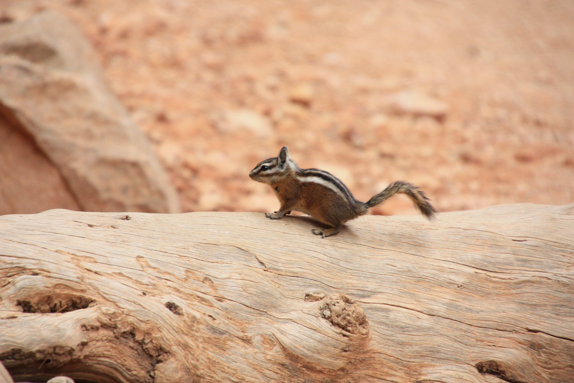Chipmunk, Bryce Canyon, United States of America