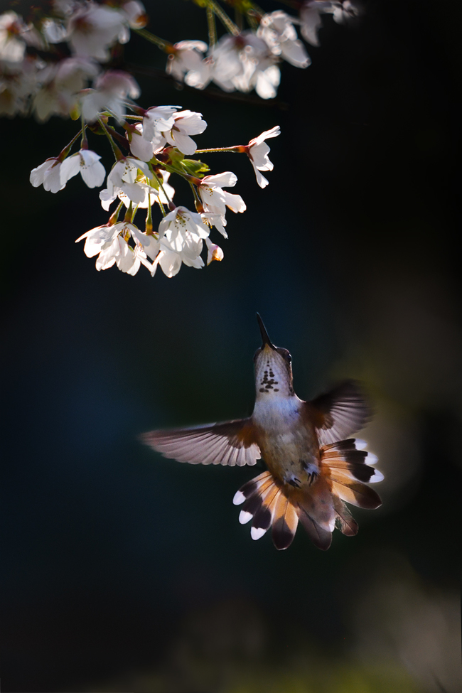 Anna Humming Bird (Female), Richmond, Canada