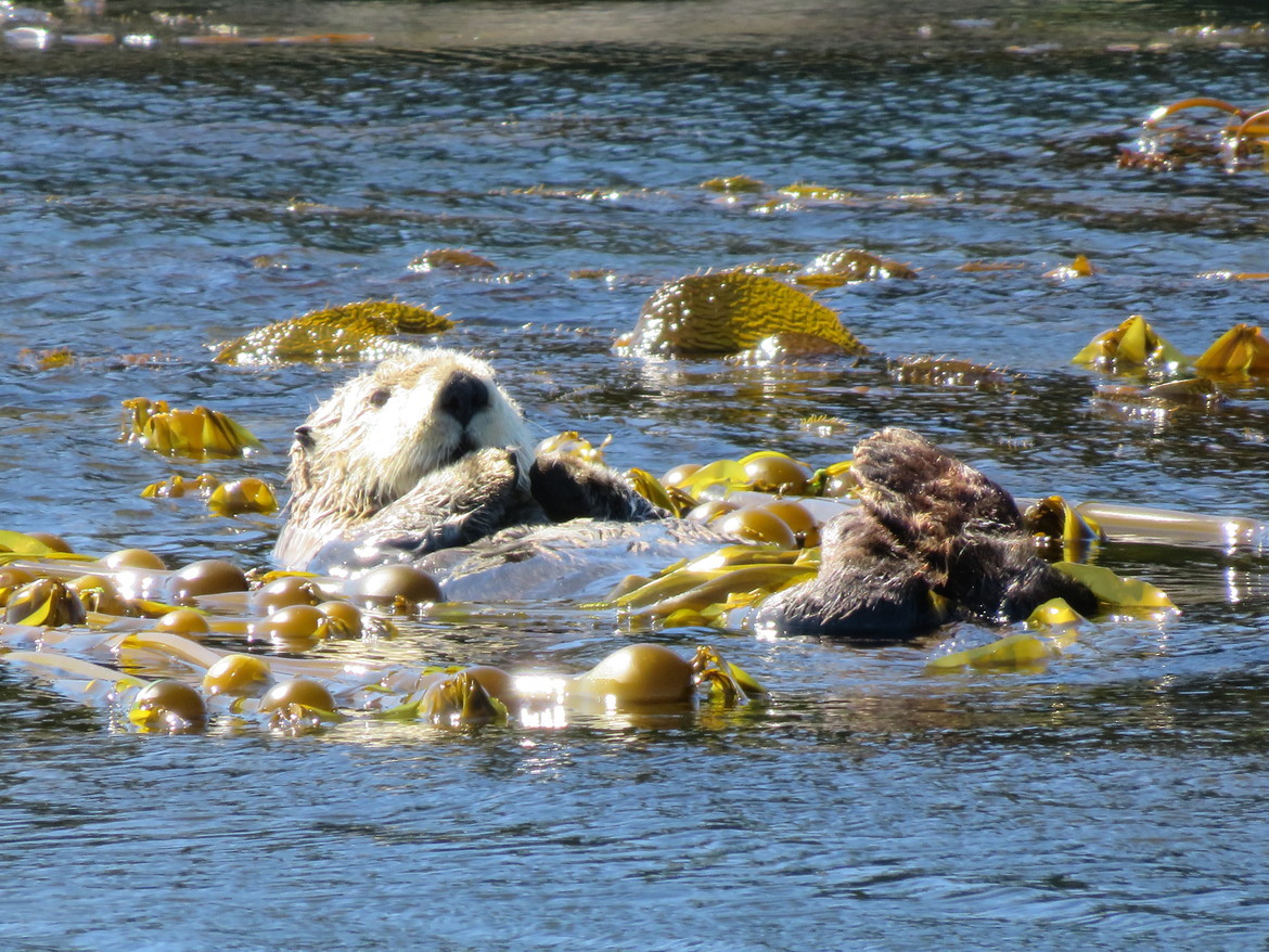 Otter, Tofino, Vancouver Island, Canada