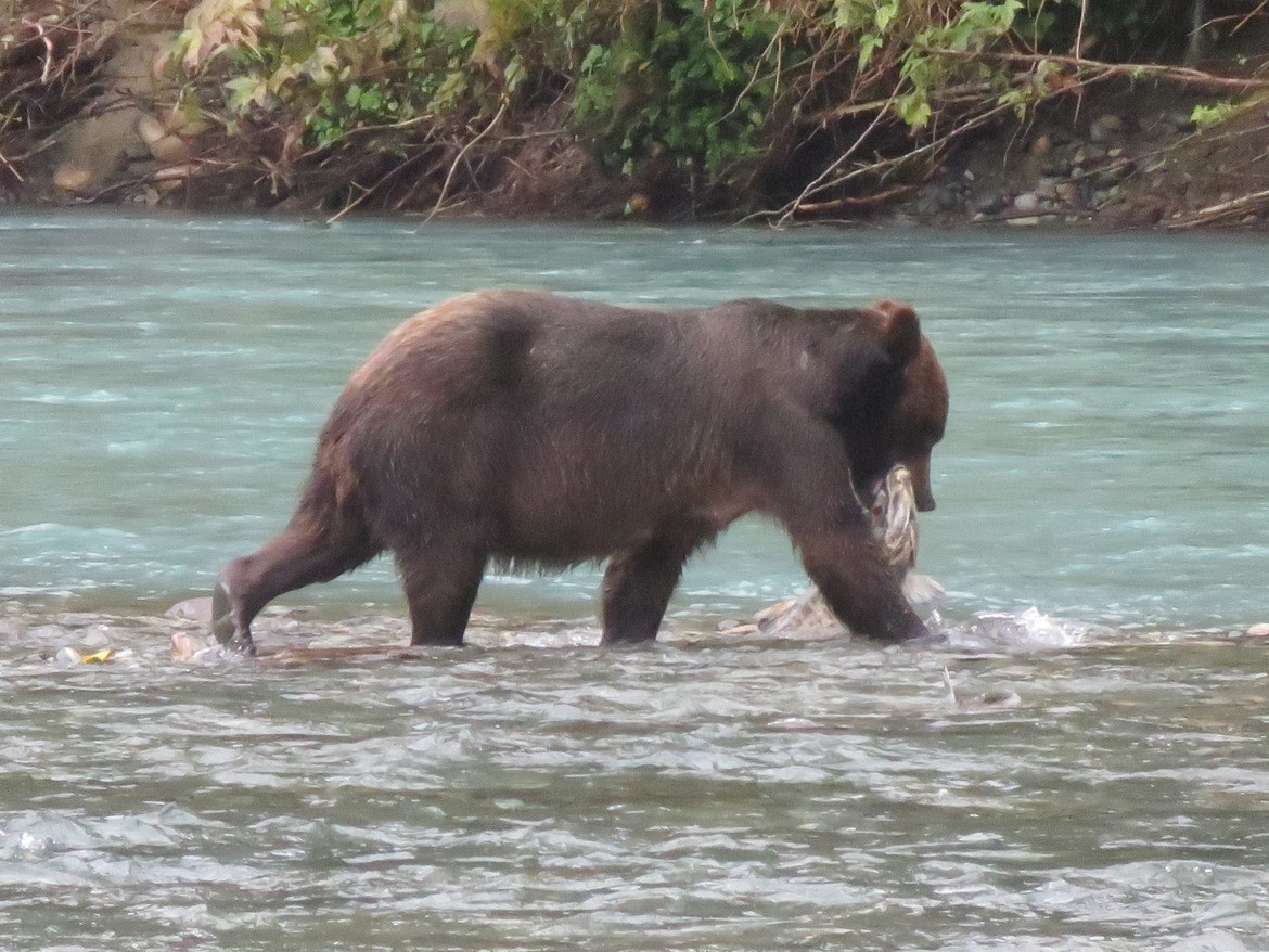 Grizzly Bear, Vancouver Island, Canada