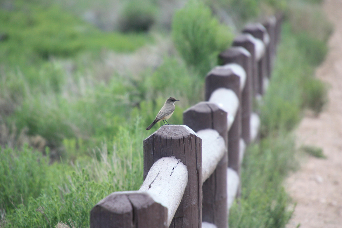 wild bird, Bryce Canyon, United States of America