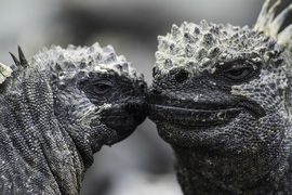 Grid photo contest 1