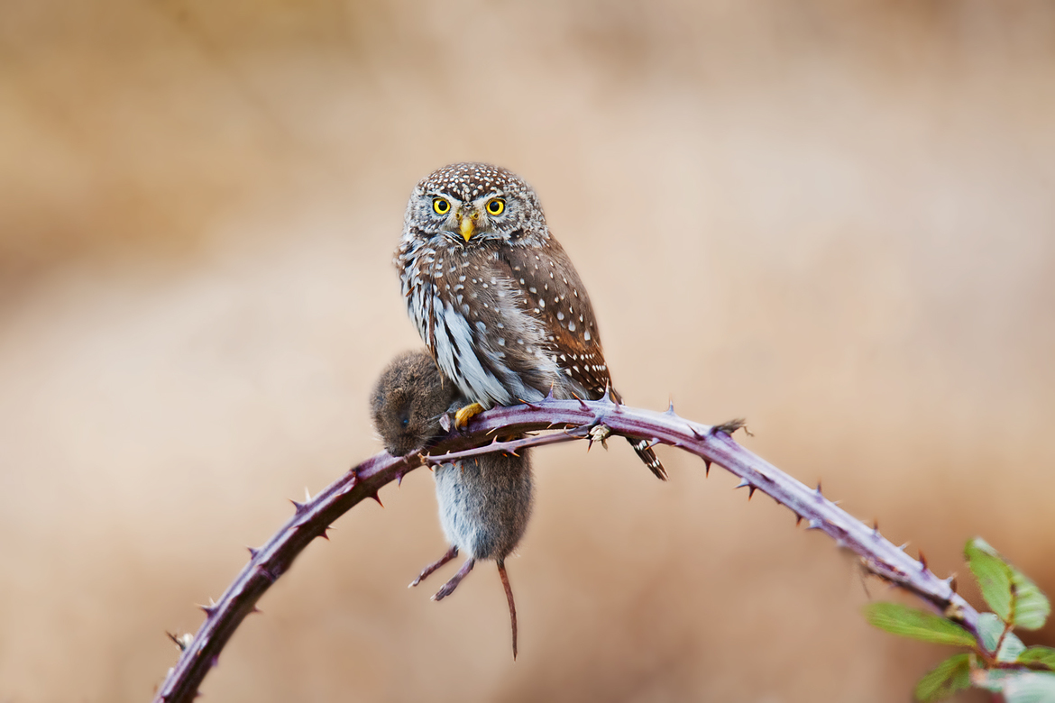 Northern Pygmy Owl, Chiliwack, Canada