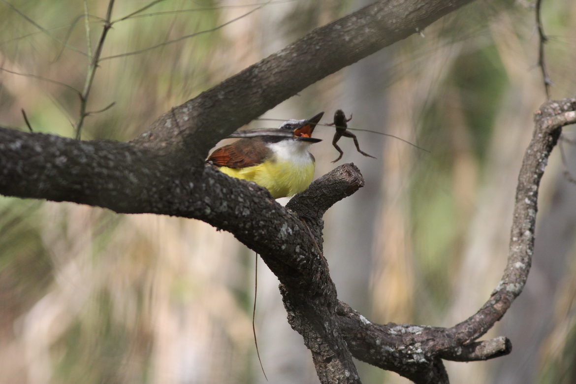 Great Kiskadee, Estero Llano Grande State Park, Weslaco, Texas, United States of America