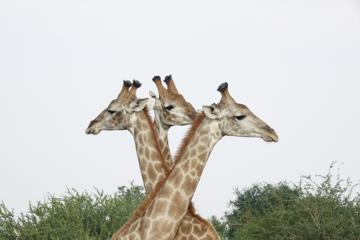 Giraffe, Madikwe Hills Private Game Reserve, South Africa