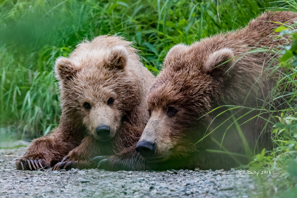 Brown Bear, Brooks Falls, Katmai National Park, United States of America