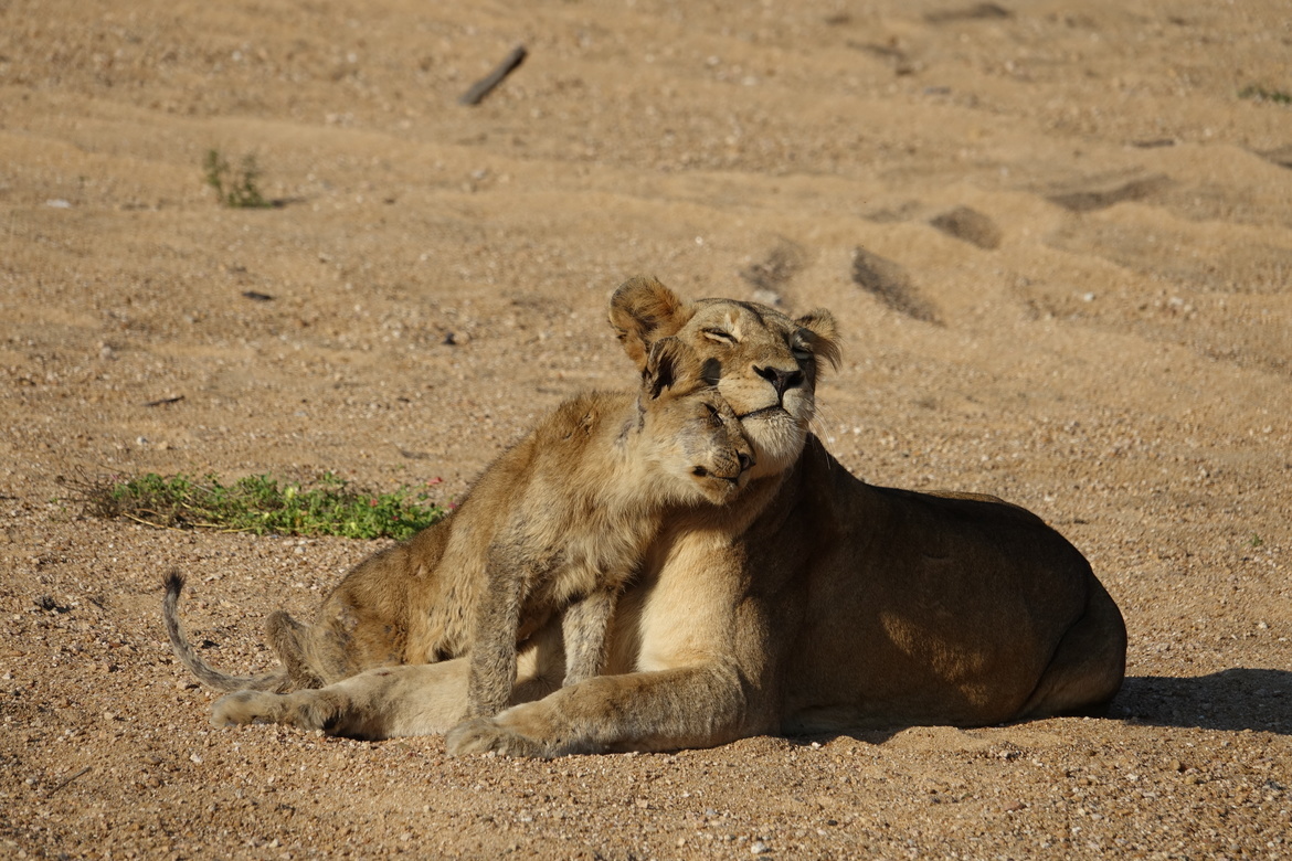 Lion, Ngala , South Africa